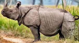Rinoceronte de Java ▷ Animales en Peligro de Extinción